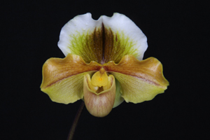 Paph. Sunset Royale Golden Cloud B-CSA 78.13 pts. AM 80 pts.